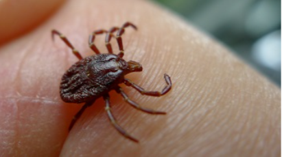 Tick