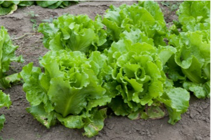 Contaminated lettuce