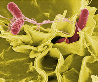 Red salmonella bacteria atop a yellow background
