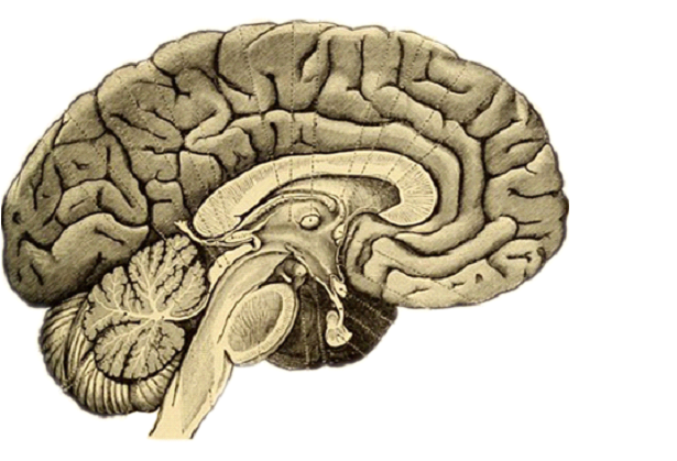 Illustration of the brain with temporal lobe substructures highlighted