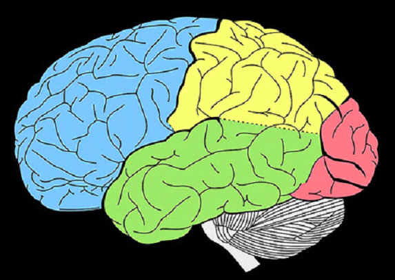 Brain with lobes labeled in color