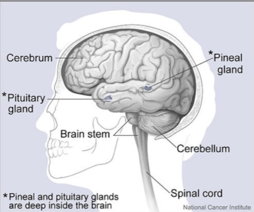 The pineal gland is located between the right and left hemispheres of the brain
