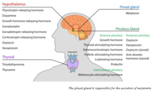 The pineal gland is responsible for the secretion of melatonin